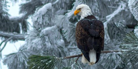 Where to get a great view of bald eagles this winter.